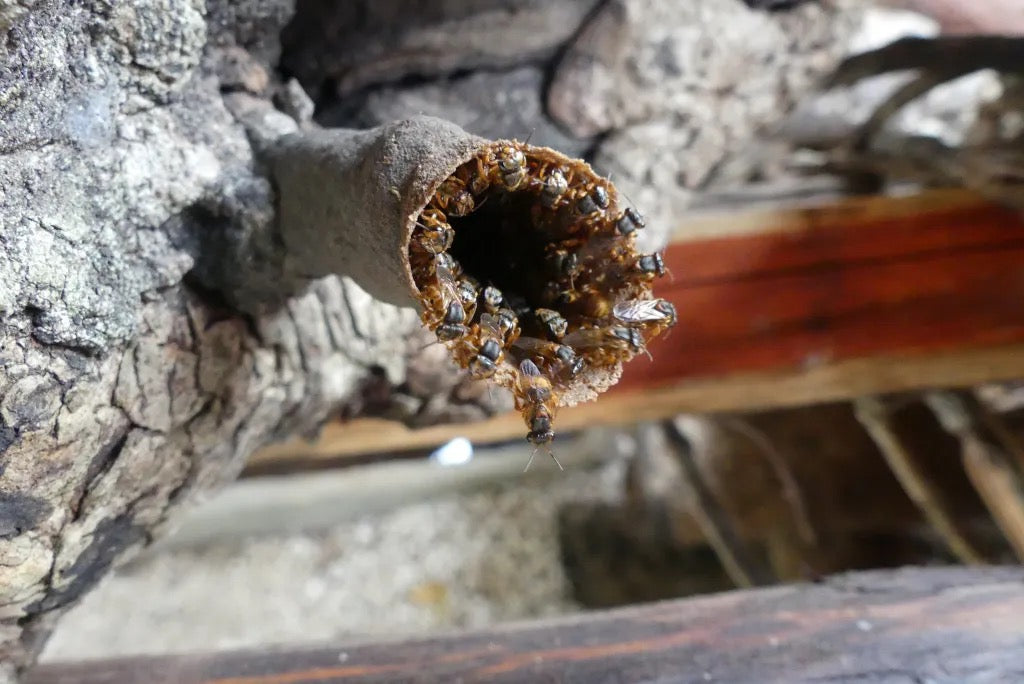 Stingless Bee Honey || Miel De Melipona