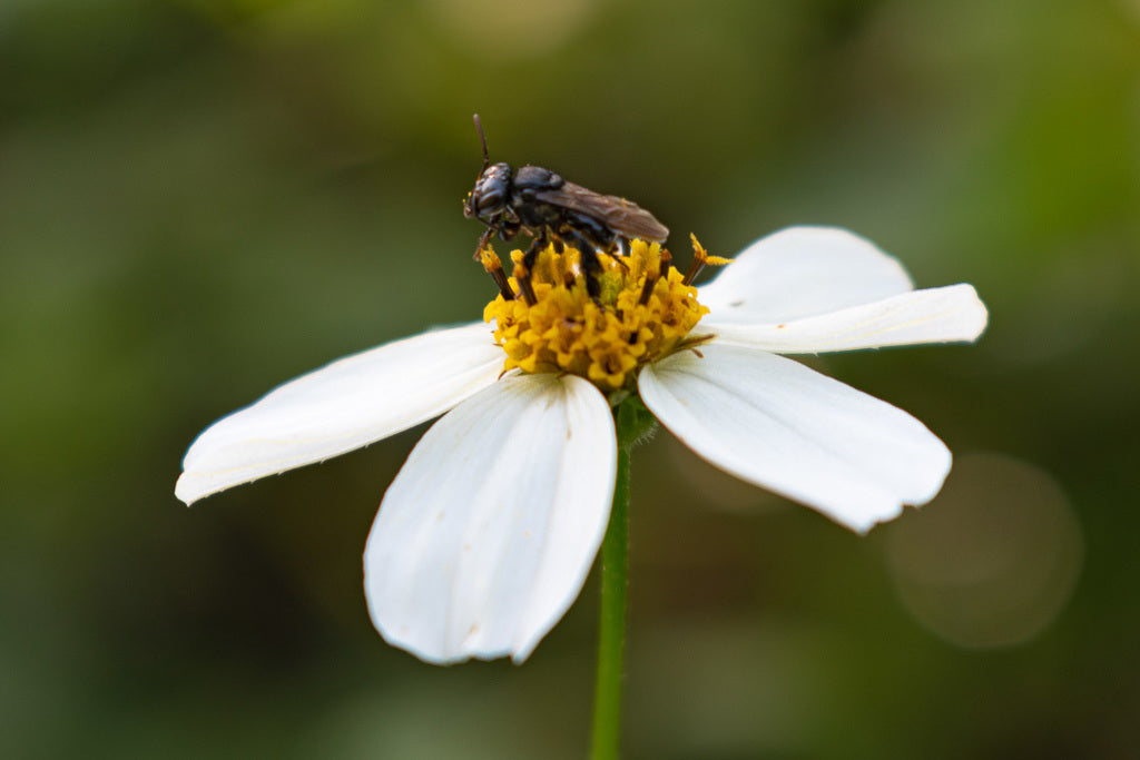 Stingless Bee Honey ||  Miel De  Melipona